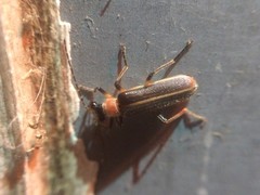 Podabrus quadratus