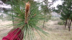 Pinus