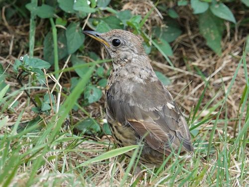 Western European Song Thrush