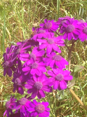 Pericallis × hybrida