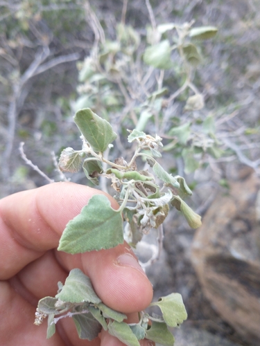 Image of Salvia pinguifolia by no rights reserved