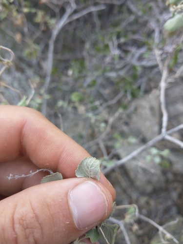 Image of Salvia pinguifolia by no rights reserved