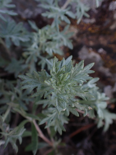 Image of Artemisia michauxiana by no rights reserved