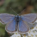 Caucasian Eros Blue - Photo (c) Mehmet Çelik, some rights reserved (CC BY-NC), uploaded by Mehmet Çelik