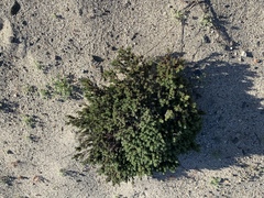 Eriogonum fastigiatum