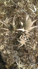 Eryngium heterophyllum