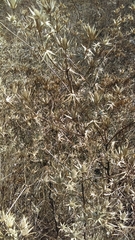 Eryngium heterophyllum