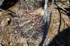 Thelocactus bicolor bicolor