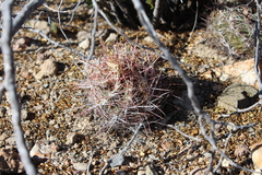 Thelocactus bicolor bicolor