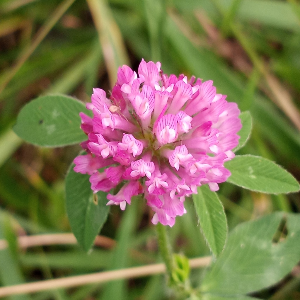 Red Clover from Dorchester County, MD, USA on October 5, 2023 at 0343
