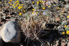 Thelocactus bicolor bicolor