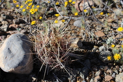 Thelocactus bicolor bicolor