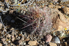 Thelocactus bicolor bicolor