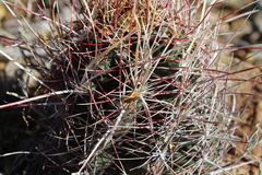 Thelocactus bicolor bicolor