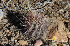 Thelocactus bicolor bicolor