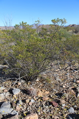 Thelocactus bicolor bicolor