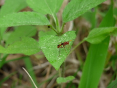 Trogomorpha arrogans
