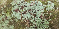 Parmeliaceae