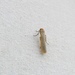 Injured Footman - Photo (c) Gareth Preiss, some rights reserved (CC BY-NC), uploaded by Gareth Preiss