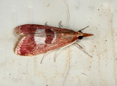 Syntonarcha vulnerata