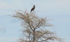 Circaetus