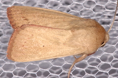 Leucania abdominalis