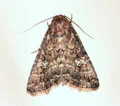 Condica aroana