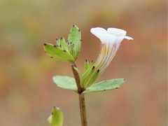 Gratiola sexdentata