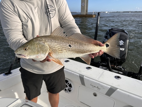 Red Drum