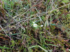 Gratiola sexdentata