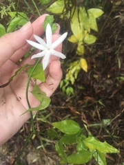Jasminum nervosum