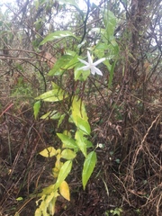 Jasminum nervosum