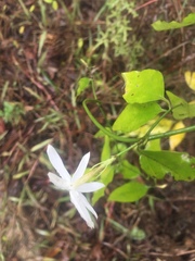 Jasminum nervosum