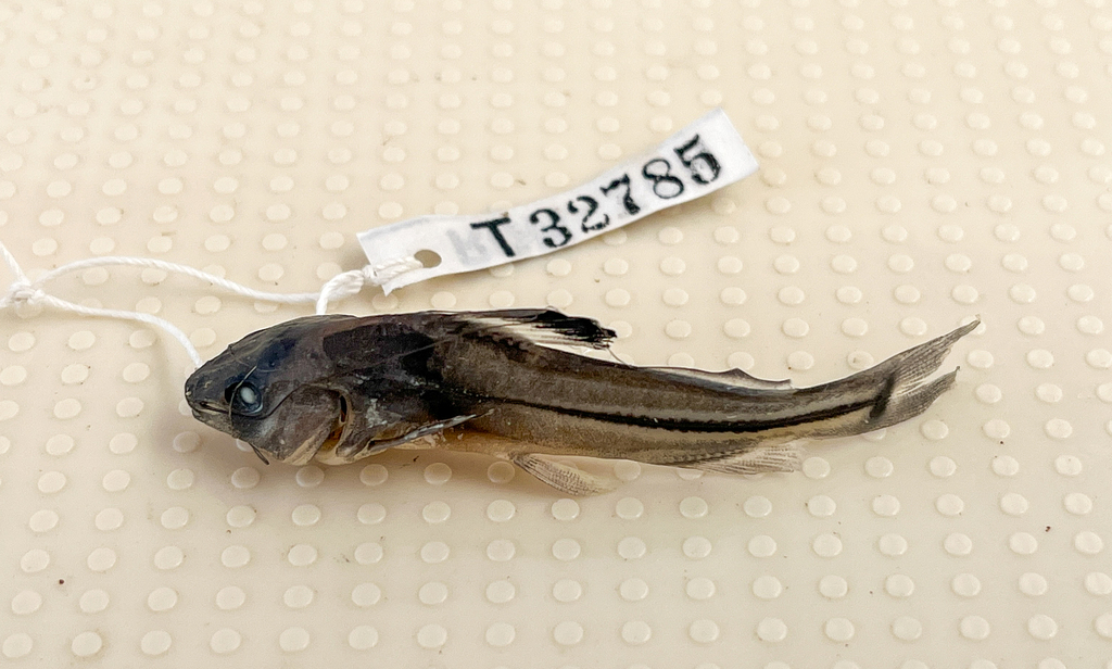 Brachyrhamdia meesi
