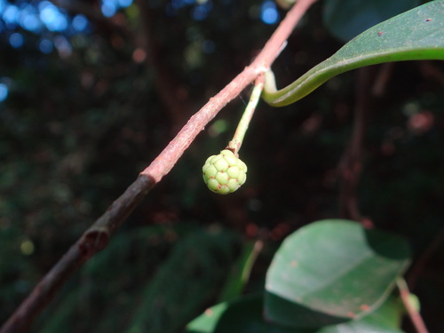 Image of Kadsura japonica by (c) 呂一起(Lu i-chi), some rights reserved (CC BY)