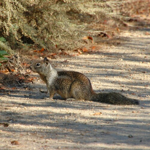 iNaturalist observation photo of California Ground Squirrel