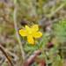 Hypericum pusillum - Photo (c) Jacqui Geux, some rights reserved (CC BY), uploaded by Jacqui Geux