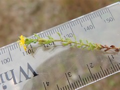 Hypericum pusillum