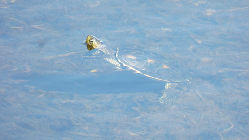Chinese Stripe-necked Turtle, Argentina, photo 9 of 10