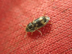 Litargus connexus