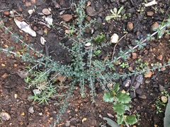 Ceanothus sonomensis