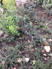 Ceanothus sonomensis