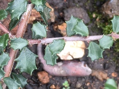 Ceanothus sonomensis