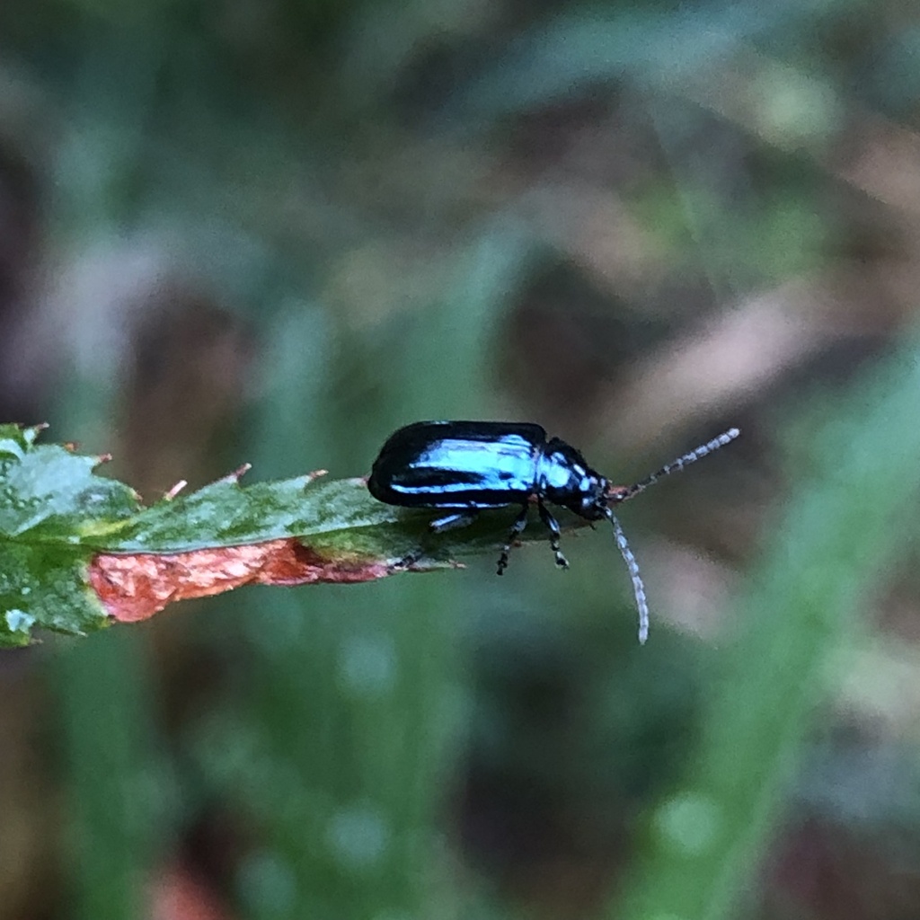 Alder Flea Beetle from Munn Rd, Highlands, BC, CA on October 5, 2023 at ...