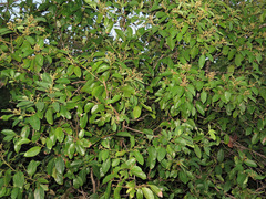 Cryptocarya