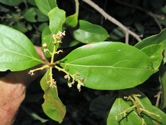 Cryptocarya