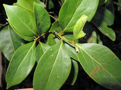Cryptocarya