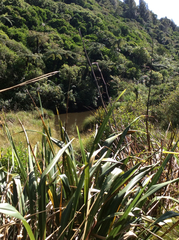 Phormium