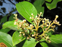 Cryptocarya