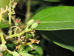 Cryptocarya